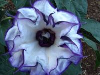 Datura
