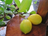 my lemons