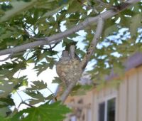 Baby Hummingbirds