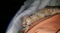 Fell asleep standing
