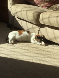 Tilly basking in the sunshine