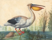 Dutch School (17th century), A Pelican