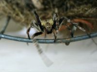 185_7903  An angry Wolf Spider, Lycosa godeffroyi, Lycosidae