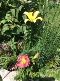 Part of front flower bed