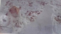 IMG_20221026_NuggetJane  early snow, Oct.'62
