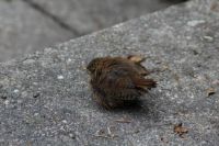 Wren nestling