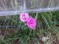 My New Pink-Purple Rosebush