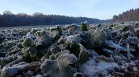 Eiskalt