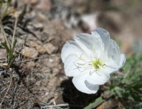 Evening Primrose - Tooele County, Utah