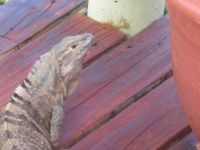 Iguana