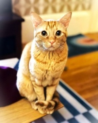 friend's cat