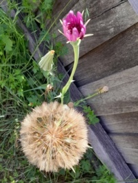 A huge dandelion