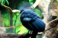 Victoria Crowned Pigeon