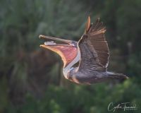Fly and eat