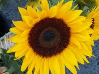 Massive sunflower,108 pieces