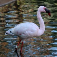 Lesser Flamingo, Safari Park, Escondido, California