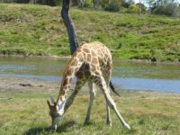 giraffe at werribee Zoo