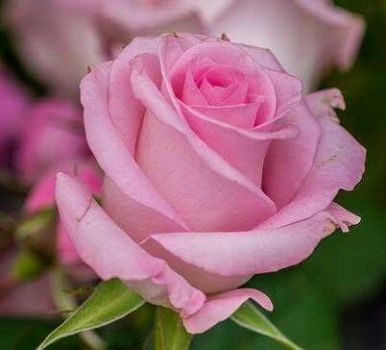 Pink Rose (Jun17P04)