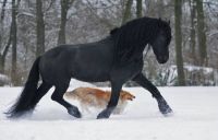 Friesian horse with dog