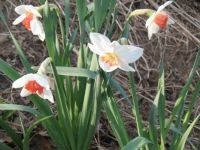 Daffodils!