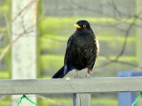 Blackbird