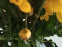 Flowers 4