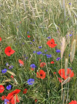 Poppies and cornflowers (hard)