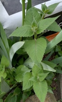 Name that weed!