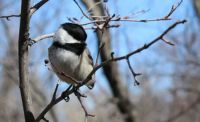 Black-capped Chickadee