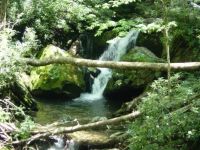 Smoky Mountain stream