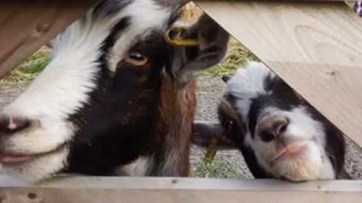 Cheeky goats