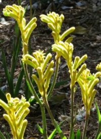 Yellow Kangaroo's Paw plant.