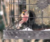 Birds at feeder today #2