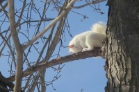 One tired Albino squirrel...