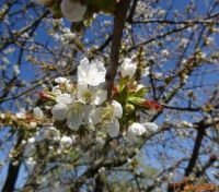 kvetoucí třešeň - blooming cherry tree