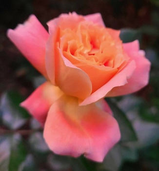 Floribunda Rose - Pure Poetry