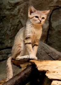 Arabian Sand Cat