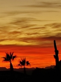 Arizona Desert Beauty!
