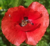 "no mow May" has brought the Poppies back into my "Lawn" and lots of happy bees.