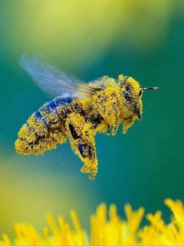 Bee with Pollen