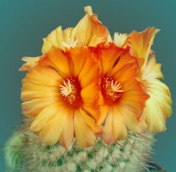 Kaktus, Cactus