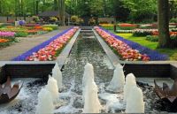 The bulbs of Keukenhof are re-planted each year 
