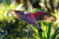 Galah on the feeder in the garden ...