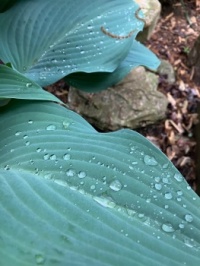 Raindrops on Hosta leaves