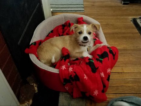 Dobby with his new bed.