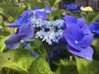 Blue Wave hydrangea macrophylla