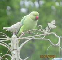 Another wet Rose ringed Parakeet