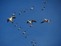 beautiful snow geese