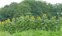 12 Foot Sunflowers