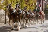 rick_Clydesdale_0274